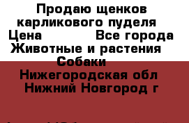 Продаю щенков карликового пуделя › Цена ­ 2 000 - Все города Животные и растения » Собаки   . Нижегородская обл.,Нижний Новгород г.